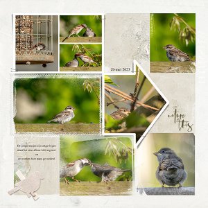 Little sparrows