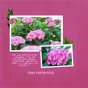 Mes hortensias