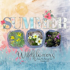 Summer Wildflowers