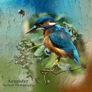 Kingfisher page.jpg