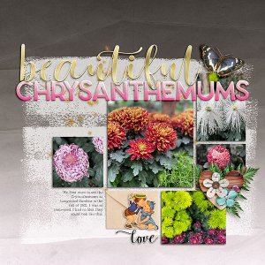 beautiful chrysanthemums