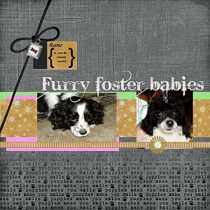 Furry foster babies