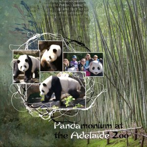 20240411-Pandas.jpg