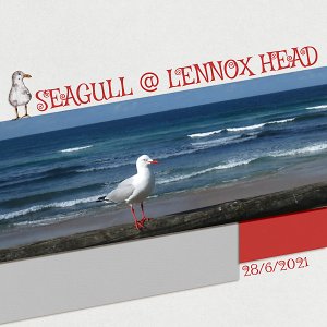 Seagull at Lennox Head