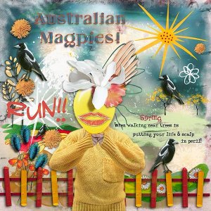 Australian Spring & a heathy fear of nesting magpies