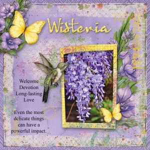 Wisteria