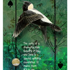 Playing Card: Ace Bobolink