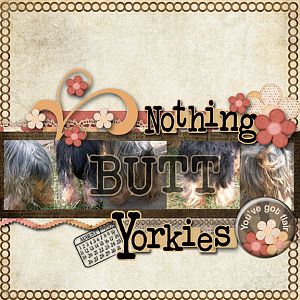 Nothing Butt Yorkies