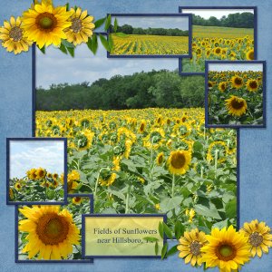 Fields of Sunflowers