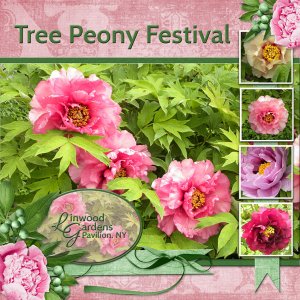 Tree Peony Festival