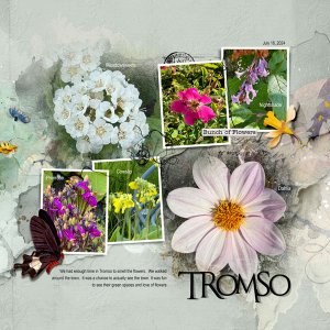 2024Jul16-tromsoflowers-web.jpg