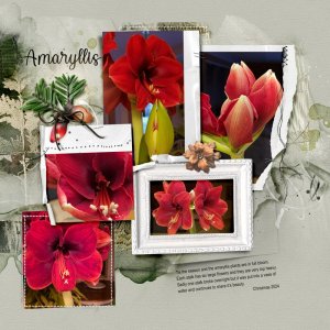 Amaryllis Blooms