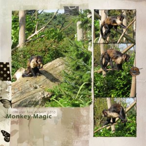 Chester Zoo Monkeys