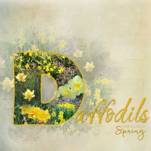 Daffodils