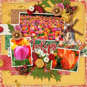 Tulips