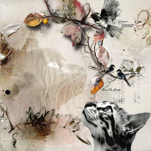 Cats & Birds