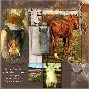 Horses