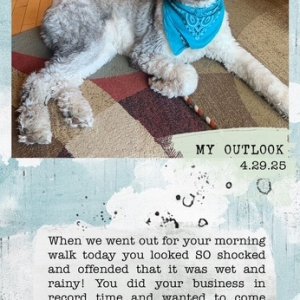 Oli's Rainy Morning