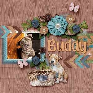 Buddy