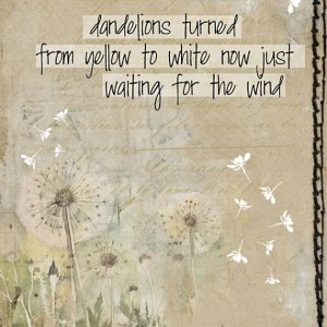 dandelions