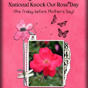 ATC-2025-045-Celebrate-Knock-Out-Rose-Day.jpg