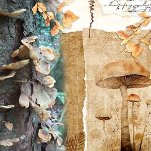 Artsy Media - Fungi
