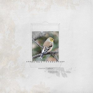Goldfinch in the Window