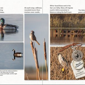 Marsh Companions