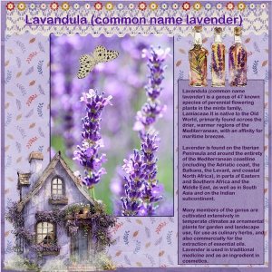 2e-May 2025 A Whimsical Adventure May Challenge! - The Meaning of Flowers.jpg