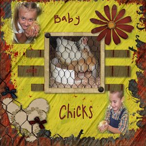 Baby Chicks