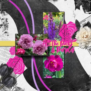 All the Pinks & Purples.jpg