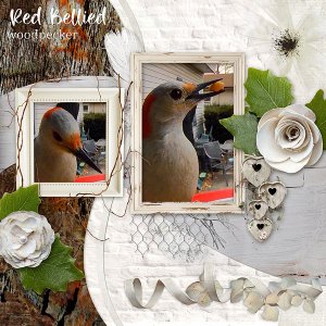 Red Bellied Woodpecker
