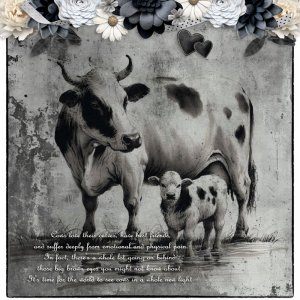 Cows