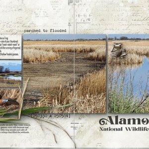 Alamosa Flooded