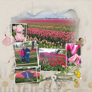 Tulips 3