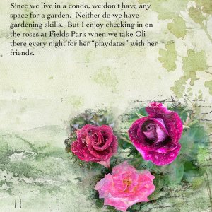 Roses at Fields Park