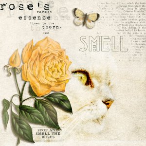 Smell
