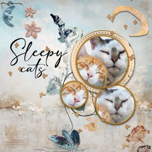 Sleepy Cats