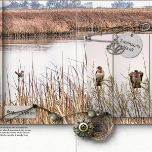 Marsh Wren