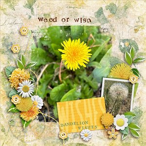 Dandelion_600.jpg