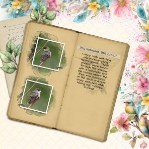 hummingbird.jpg