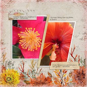 Flowers Close Up