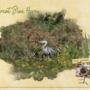Great-Blue-Heron.jpg