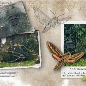 Hawk Moth
