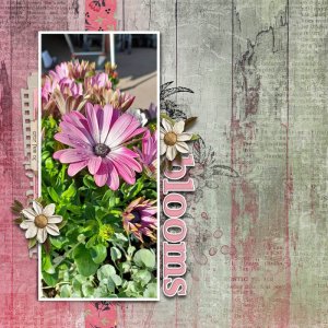 Bloom