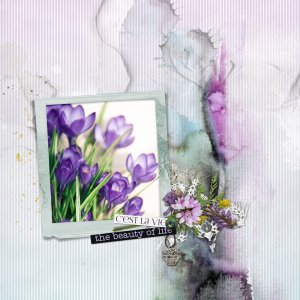 Crocus Beauty