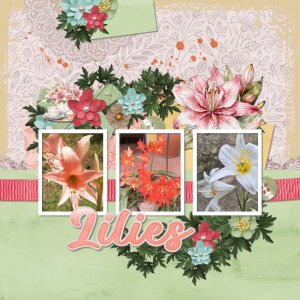 Lilies.jpg