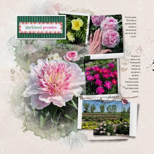 Peony Farm (right side)