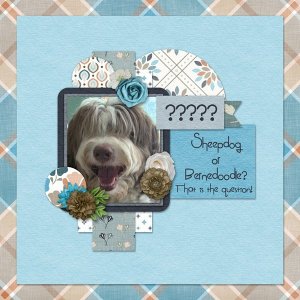 Sheepdog or Bernedoodle