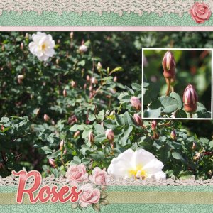 roses.jpg